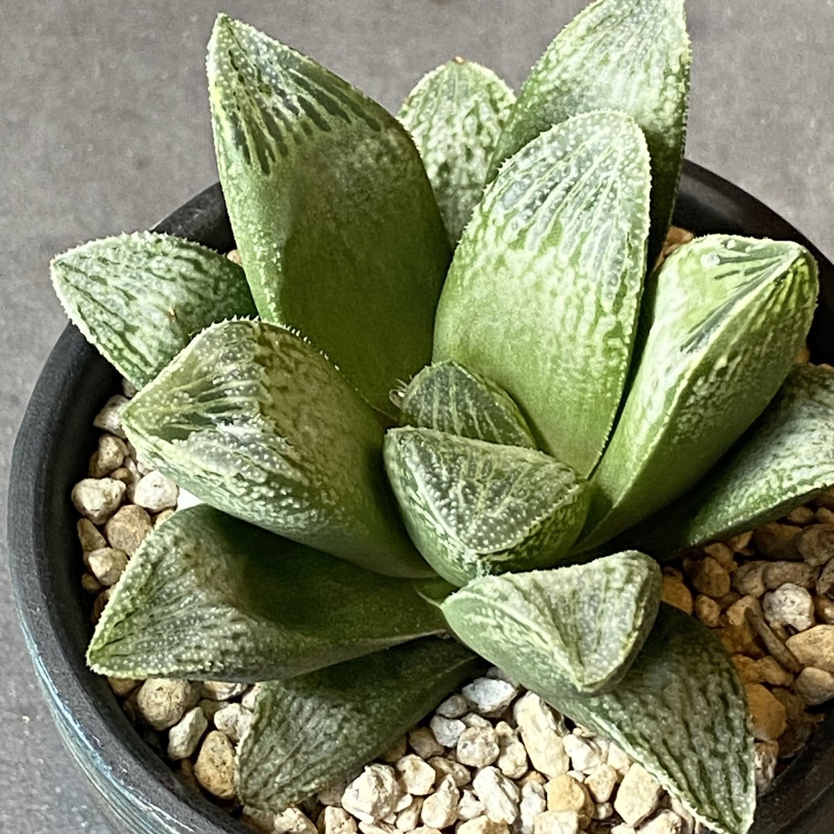 全国配送用（ヤマト便）ハオルチア 白胡蝶 | WABI-galleria