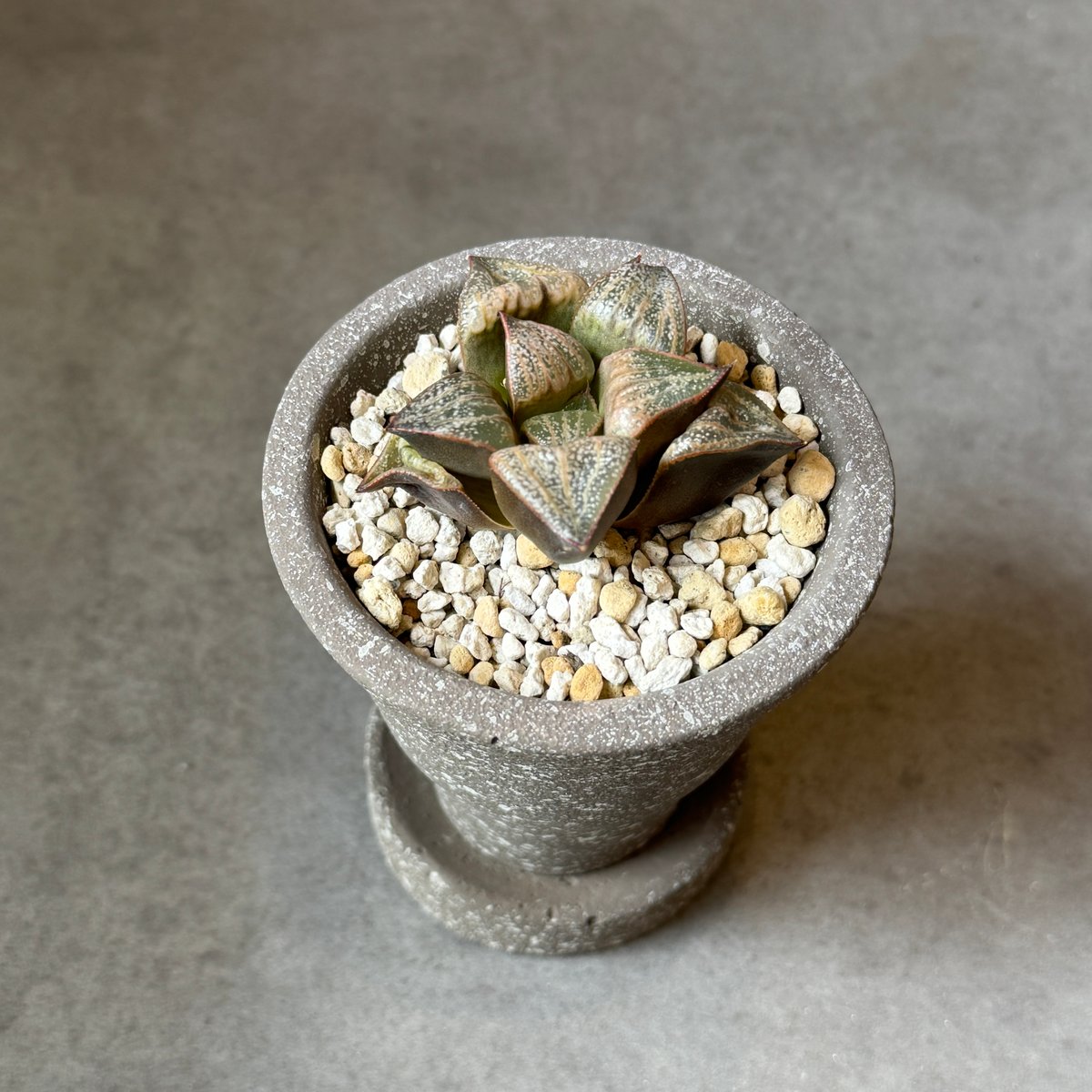 全国配送用（ヤマト便）ハオルチア 青レツーサ | WABI-galleria