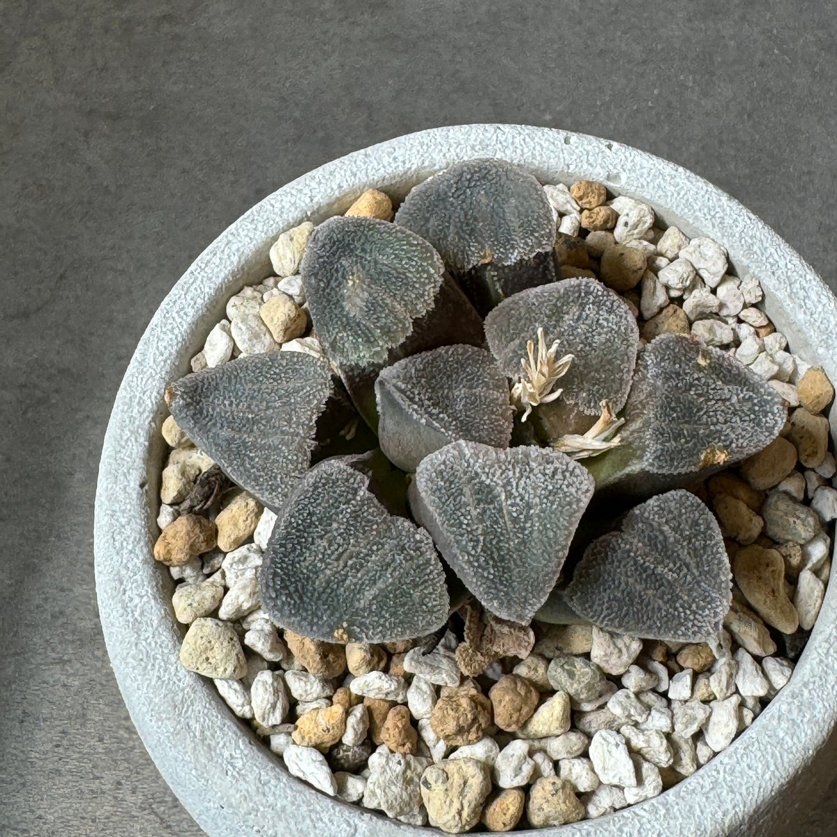 全国配送用（ヤマト便）ハオルチア パープルビクタ | WABI-galleria