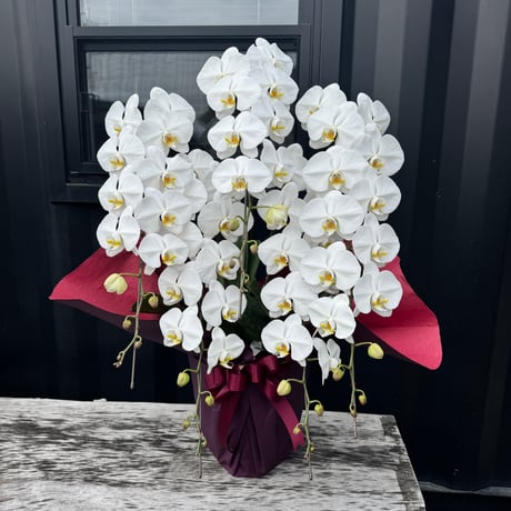 ミディ胡蝶蘭 | STORES