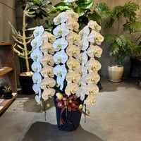 配達用(広島市内) 大輪胡蝶蘭3本立（15〜16輪） 白・ピンク