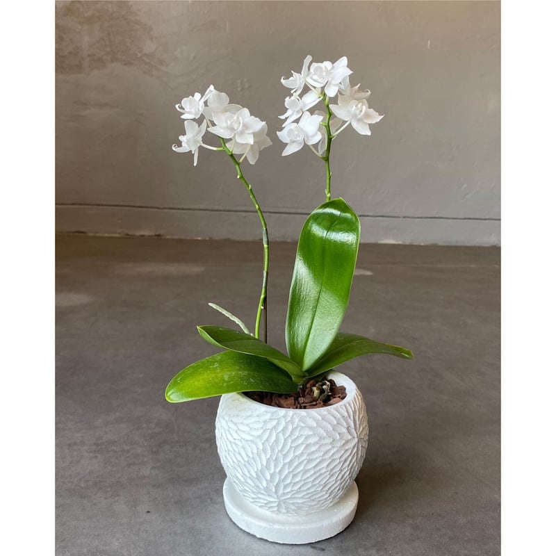 全国配送用(ヤマト便) マイクロ胡蝶蘭 | WABI-galleria