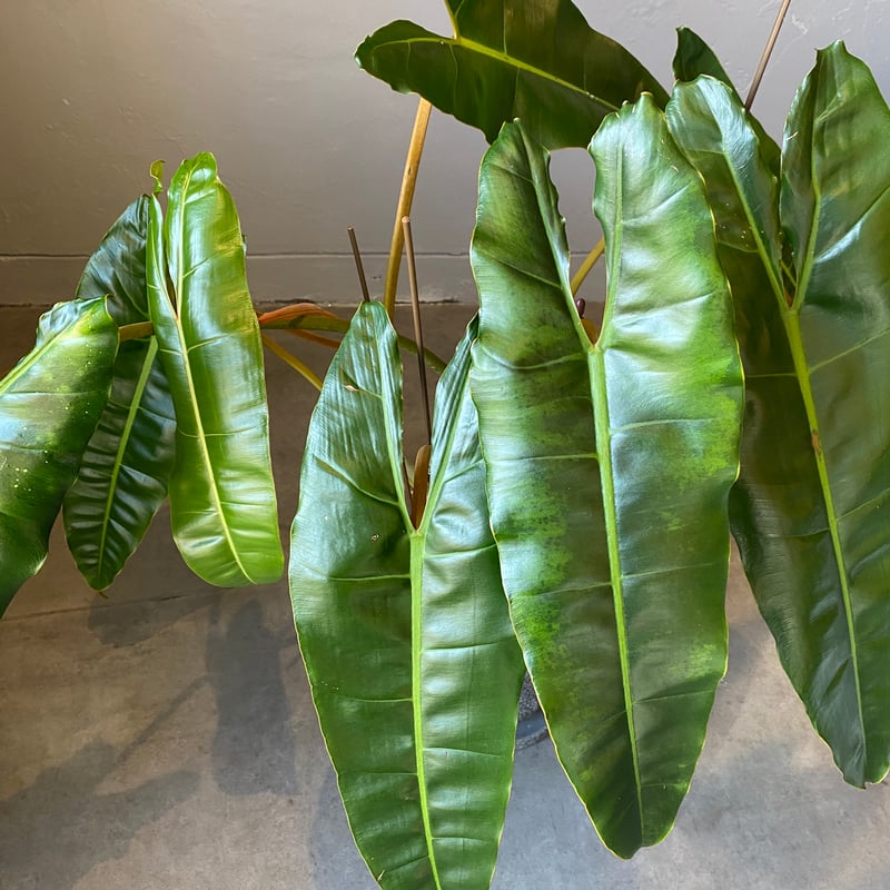 大きめ★　フィロデンドロン　ビレッタエ 配達用（広島市内）フィロデンドロン ビレッタエ | WABI-galleria