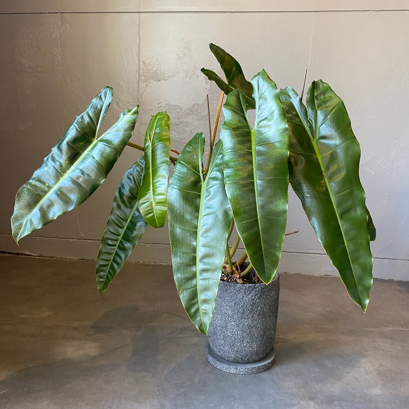 フィロデンドロン・ビレッタエ・バリエガータ（斑入り・極美株） フィロデンドロン・ビレッタエ・バリエガータ（斑入り・極美株