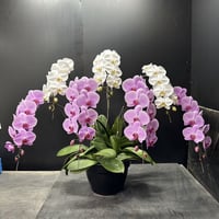 配達用(広島市内) 大輪胡蝶蘭7本立（9〜10輪） 白・ピンク  ミックス