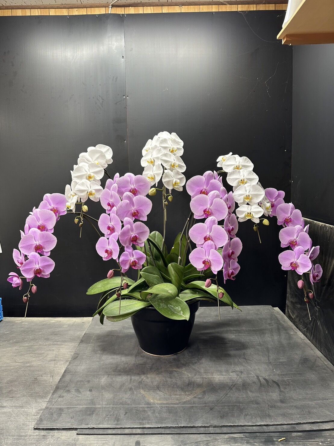 fit=scale-down,w=1200