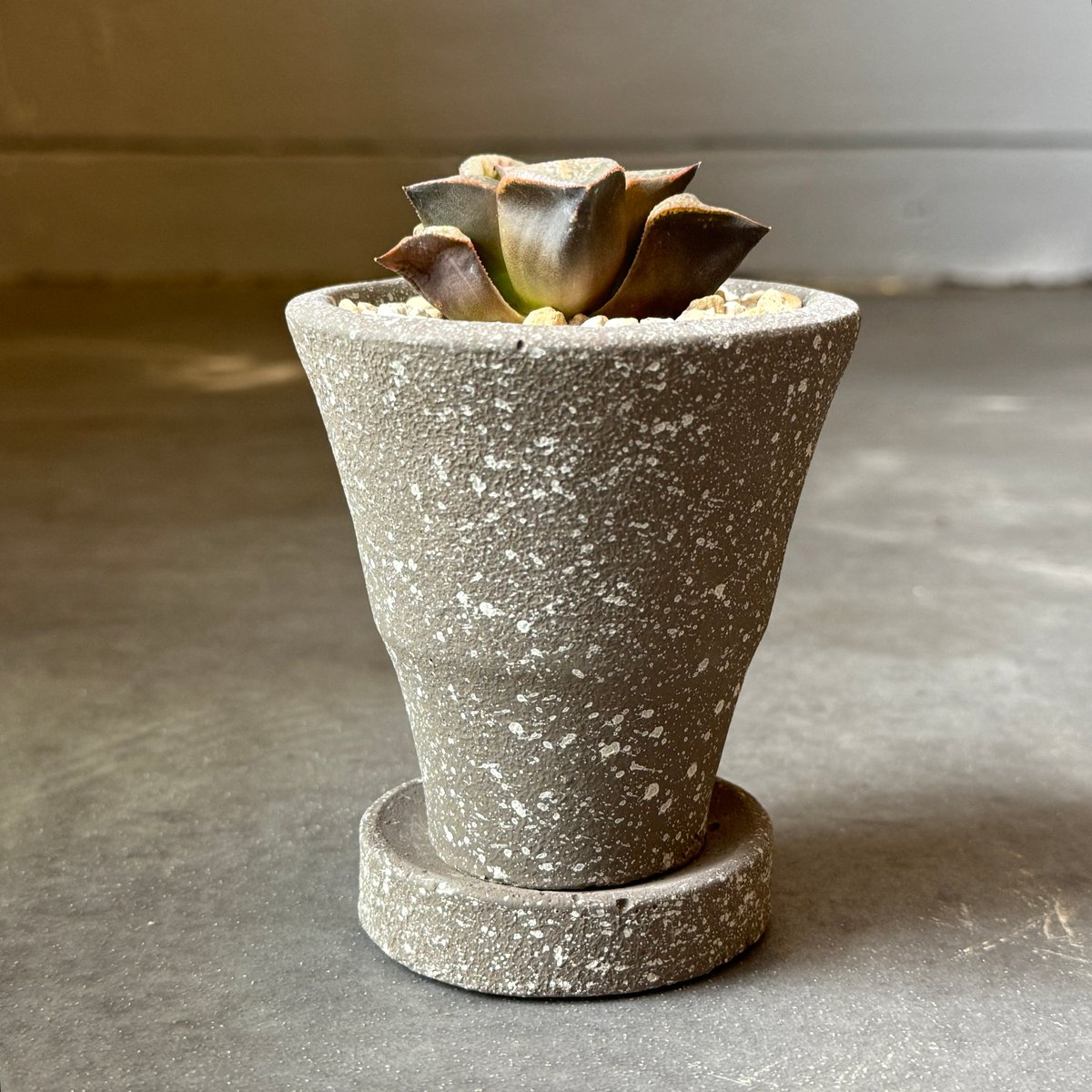 全国配送用（ヤマト便）ハオルチア 青レツーサ | WABI-galleria