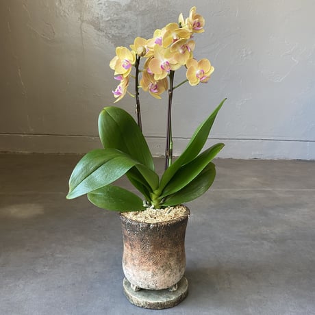 ミディ胡蝶蘭定期購入