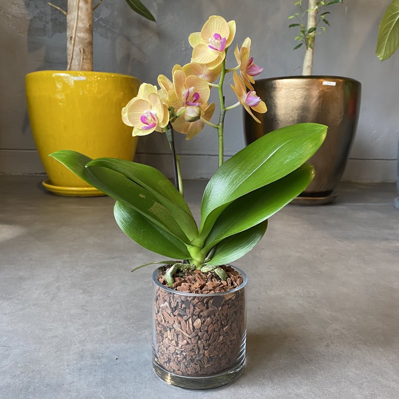 広島流川エリア限定配達用 マイクロ胡蝶蘭（ガラス） | WABI-galleria