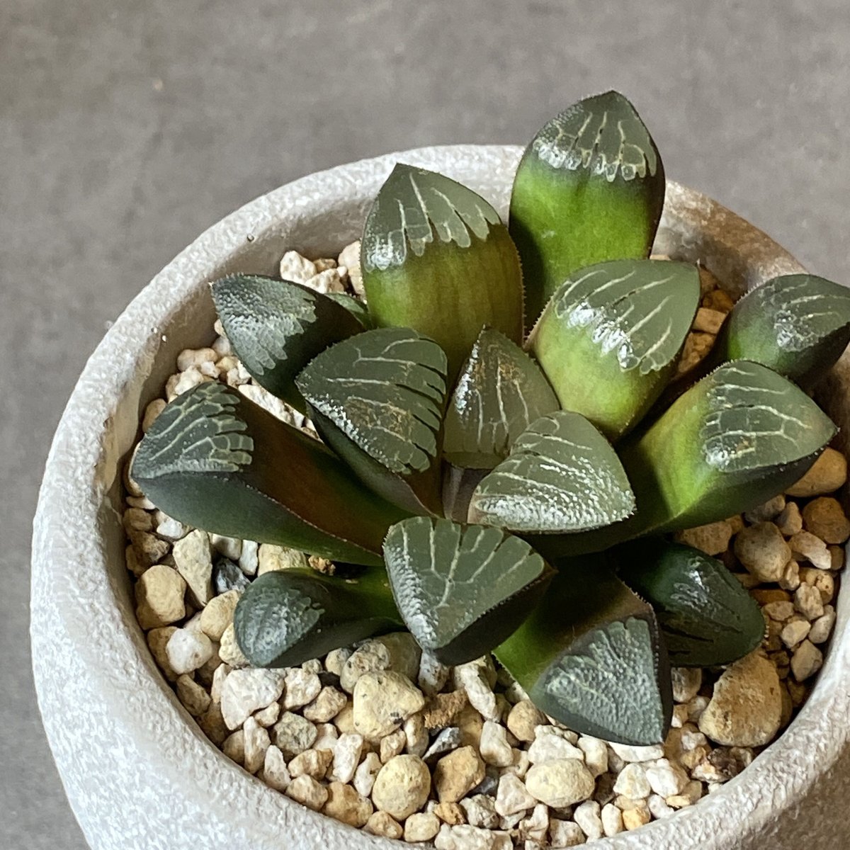 ハオルチア　桃姫　多肉植物231222 ハオルチア桃姫多肉植物231222