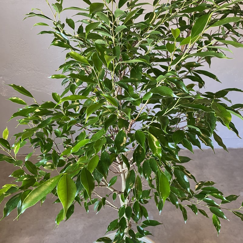 配達用（広島市内）フィカス ベンジャミン ヌダ | WABI-galleria