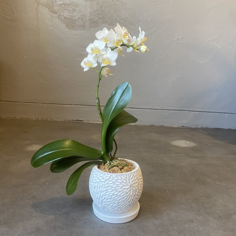 全国配送用(ヤマト便) マイクロ胡蝶蘭 | WABI-galleria