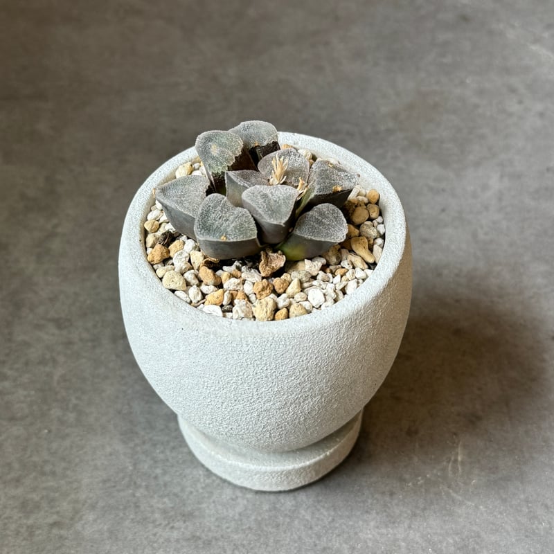 全国配送用（ヤマト便）ハオルチア パープルビクタ | WABI-galleria