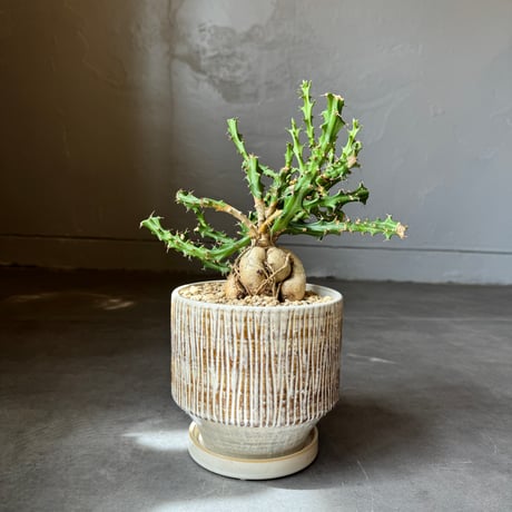 15-20年モノ 親株 ユーフォルビア クンチー ユーフォルビアクンチー