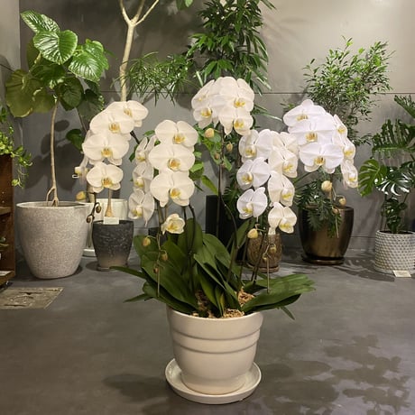 全国配送用(ヤマト便) 大輪胡蝶蘭5本立（9〜10輪） 白・ピンク