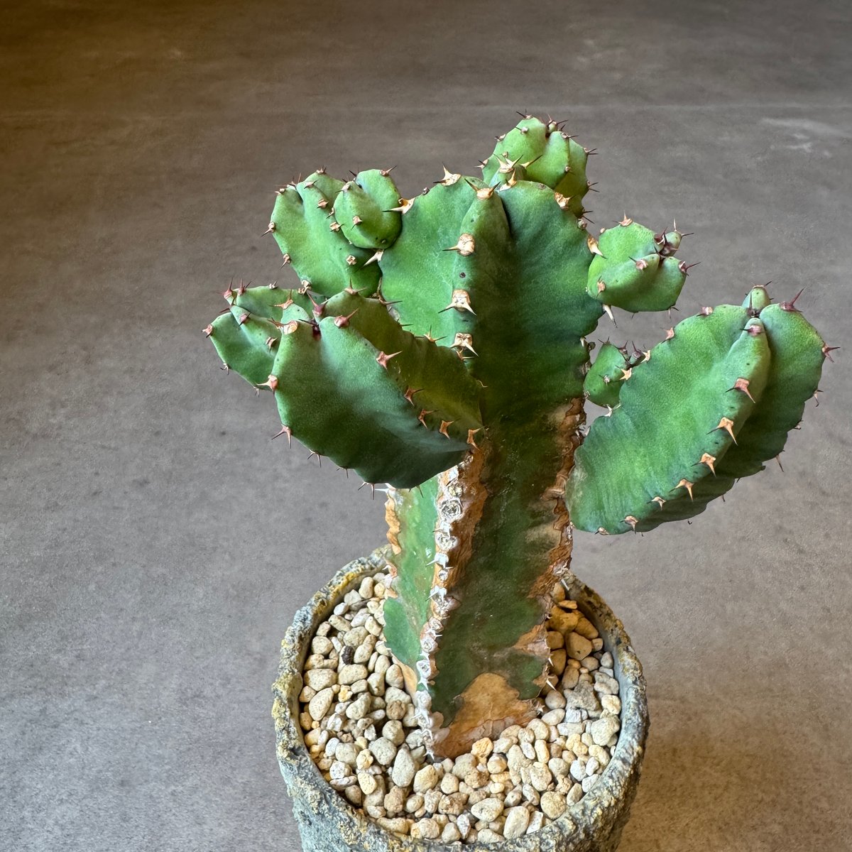 全国配送用（ヤマト便）ユーフォルビア 白角キリン | WABI-galleria