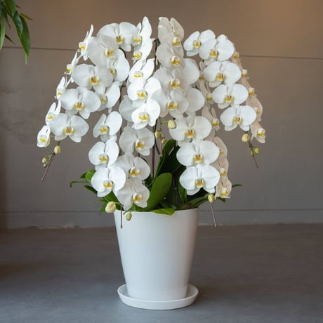 配達用(広島市内) 大輪胡蝶蘭5本立（12〜13輪） 白・ピンク