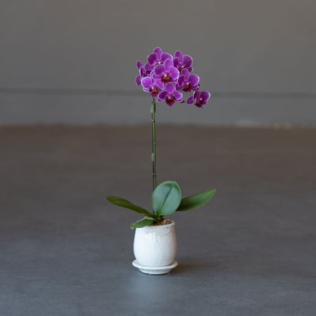 全国配送用(ヤマト便) マイクロ胡蝶蘭