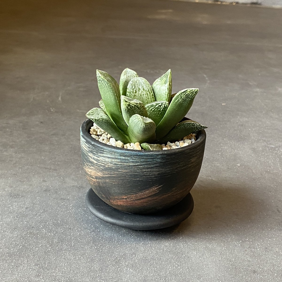 全国配送用（ヤマト便）ハオルチア 白胡蝶 | WABI-galleria