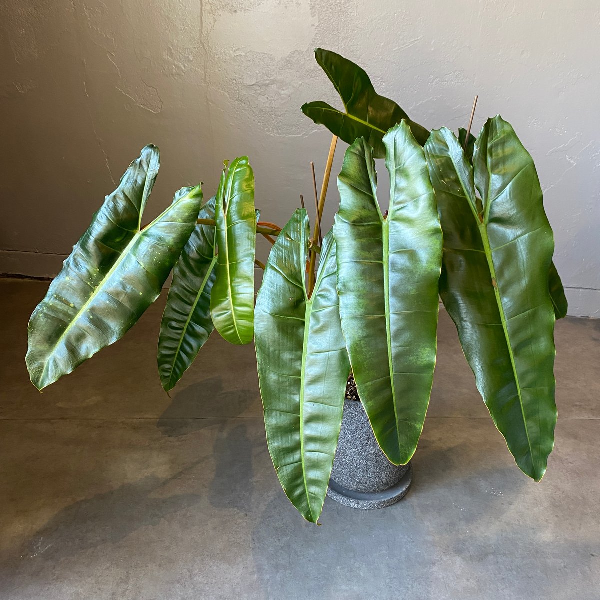 配達用（広島市内）フィロデンドロン ビレッタエ | WABI-galleria