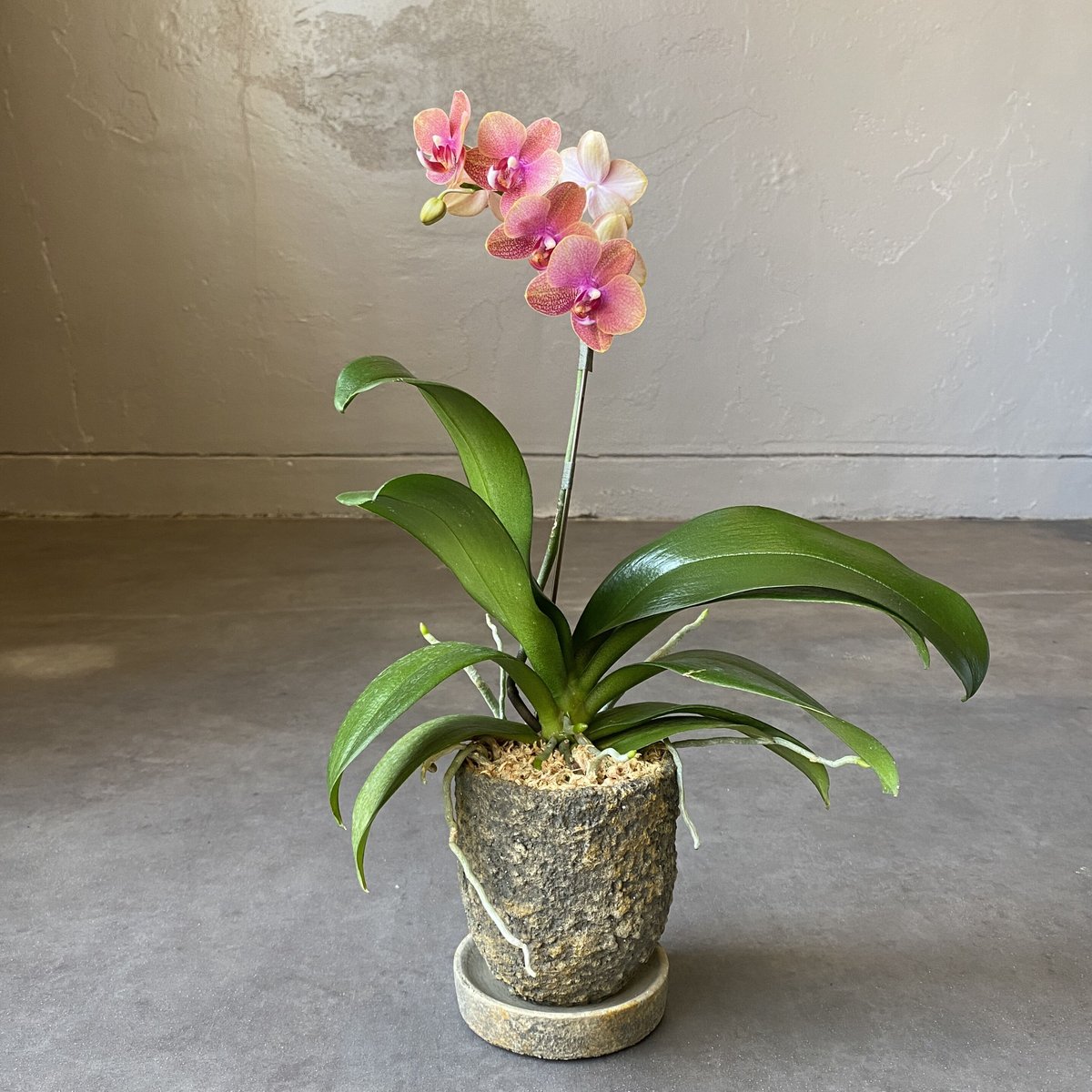 マイクロ胡蝶蘭定期購入 | WABI-galleria