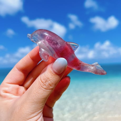 dolphin✩
