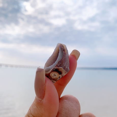 Jem shell（F）