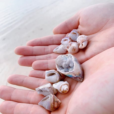 Jem  shell（C）