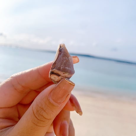 Jem shell（F）