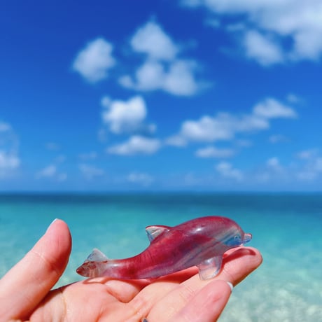dolphin✩