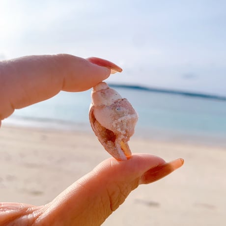 Jem shell （D）