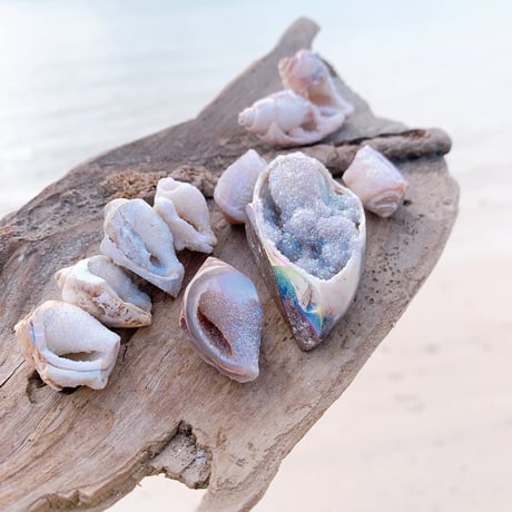 Jem shell（E）