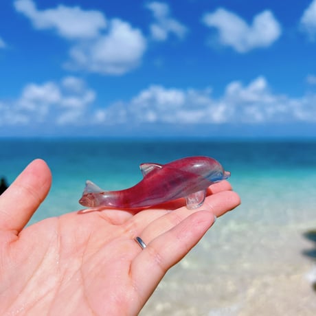 dolphin✩