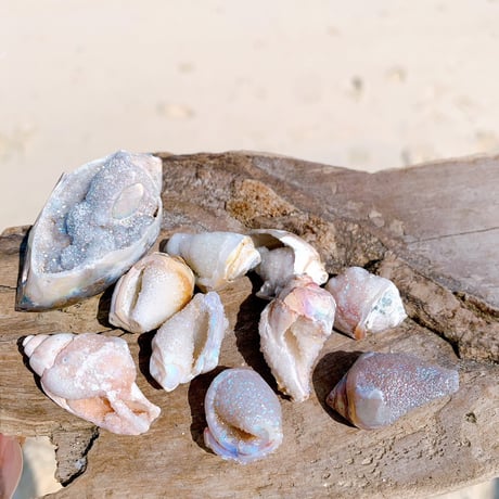 Jem shell（F）