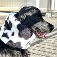 中型犬用スヌード|モフモフアニマルスヌード|牛さん
