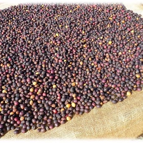 日本当店限定販売【マラウイ】  【ゲイシャ】 Malawi misuku Double fermentation