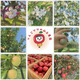 りんごママの山上農園