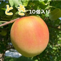 予約限定【甘くて黄色いとき】10個入り