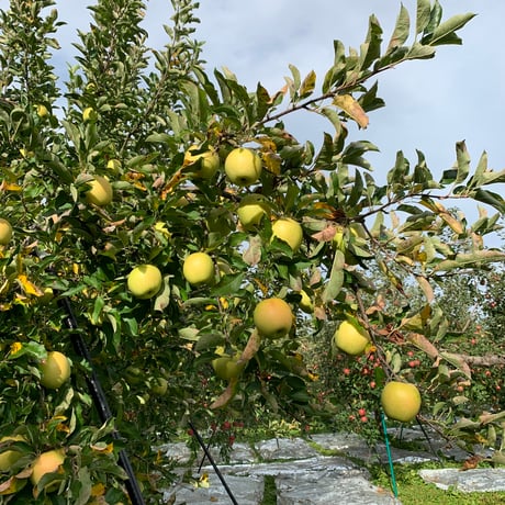 🍏🍏りんごの王様［王林］2箱くくり