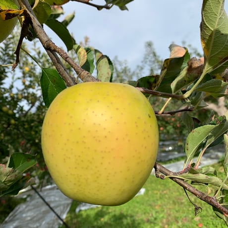 🍏🍏りんごの王様［王林］2箱くくり