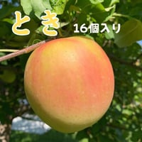 予約限定【甘くて黄色いとき】16個入り