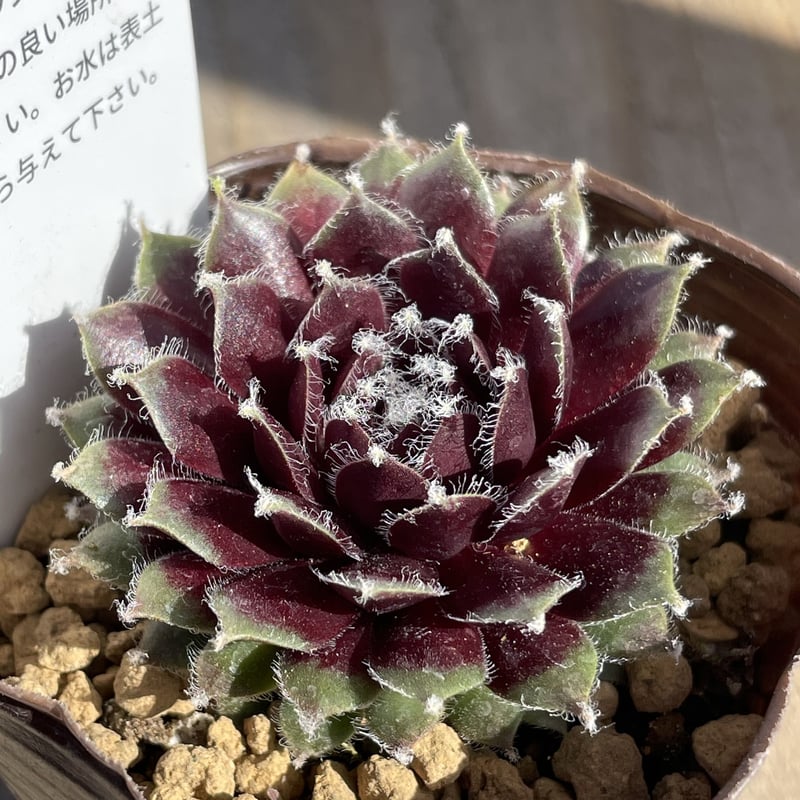 Sachi様 アロールベンス センペルビウム 多肉植物 抜き苗 【公式通販】