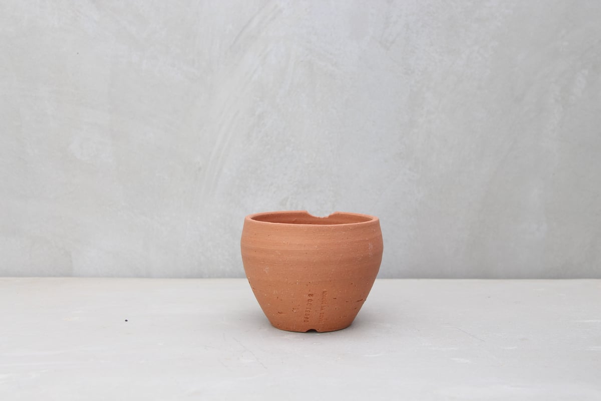 植木鉢　N/OH NH X N/OH . PLANT-1~7 // APR.29 // ⁡ 樹齢約200年の古木