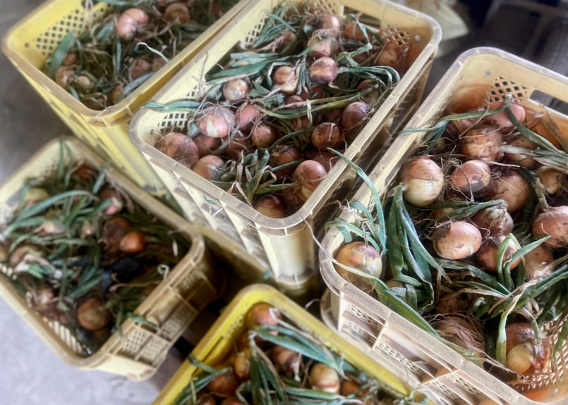 有機玉ねぎ／有機赤玉ねぎ | よしだ有機農園 ONLINE STORE