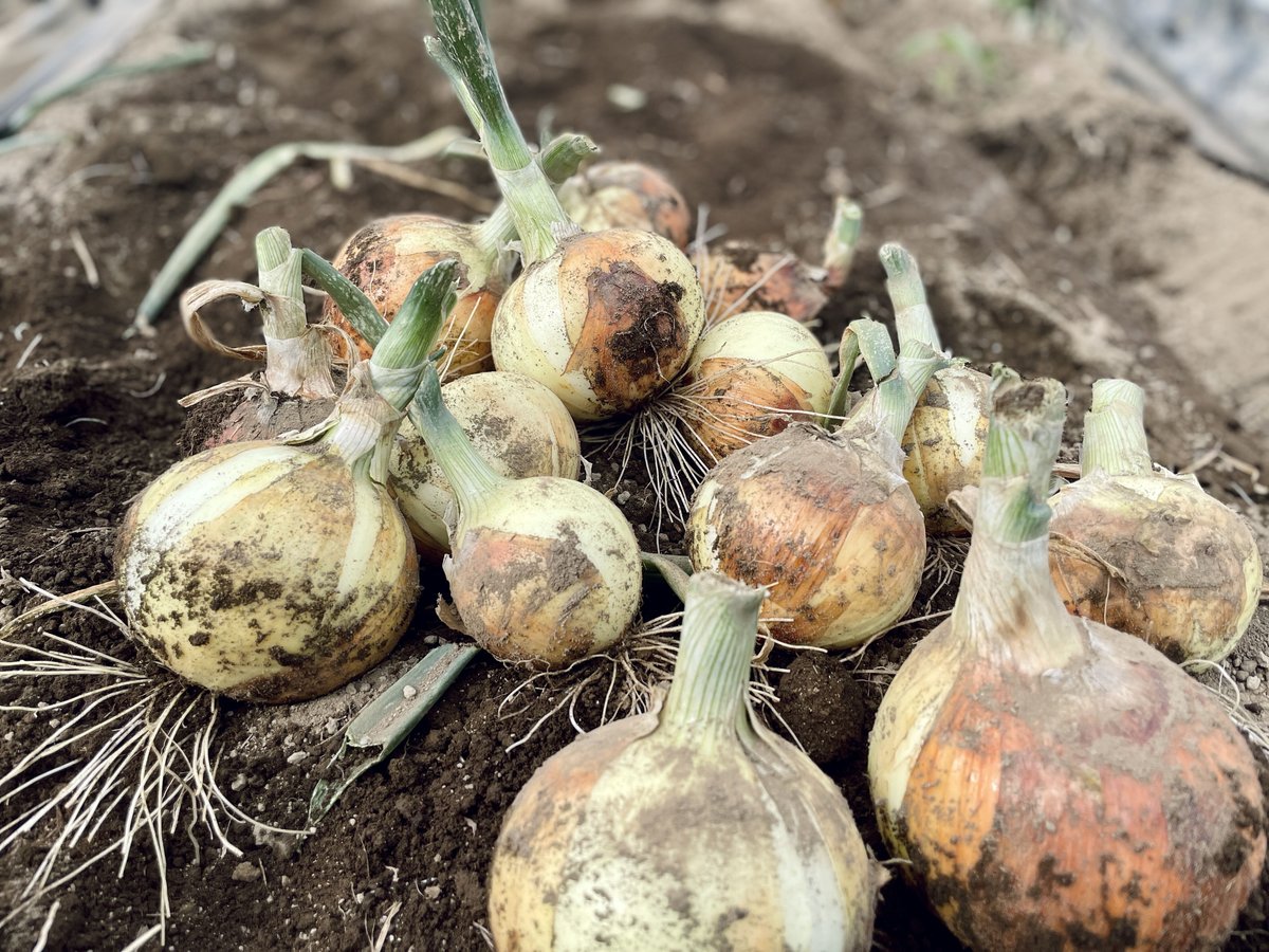 わらび苗(紀伊山地)300本 【公式通販】