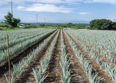 【お歳暮】有機下仁田ねぎ