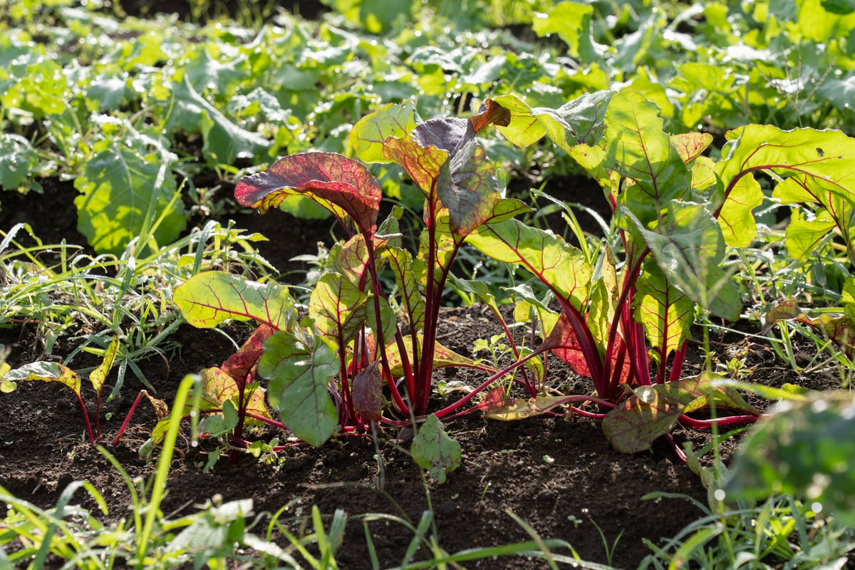 【信州産ビーツ】20kg 【有機肥料使用・化学農薬不使用】 楽天市場】ビーツ 無農薬の通販