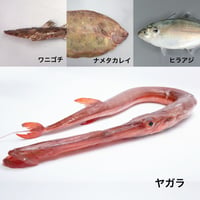 福岡市産魚のmixジャーキー★30g