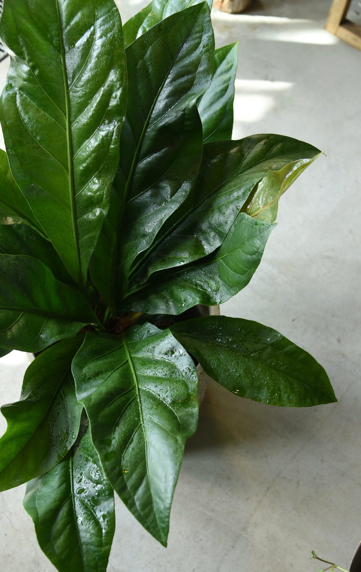 現品】アンスリウム・ジャングルブッシュ 7号 Ⅱ 現品】アンスリウム