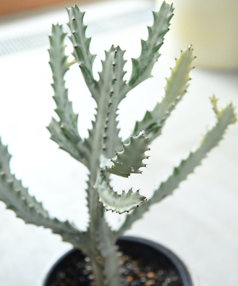 ユーフォルビア ホワイトゴースト | SABI-fairesavie
